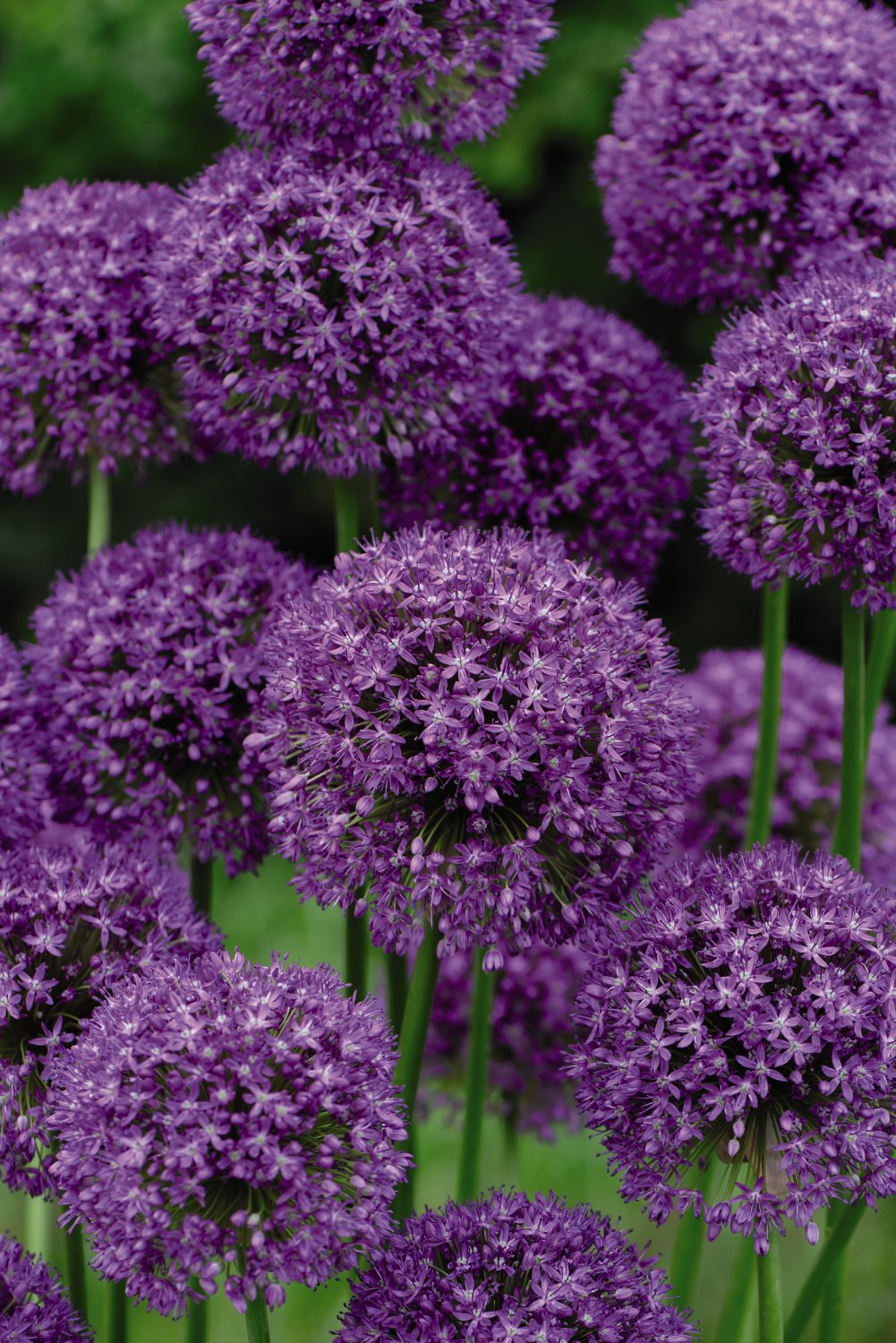 Allium Collection Bulbs | Set of 210