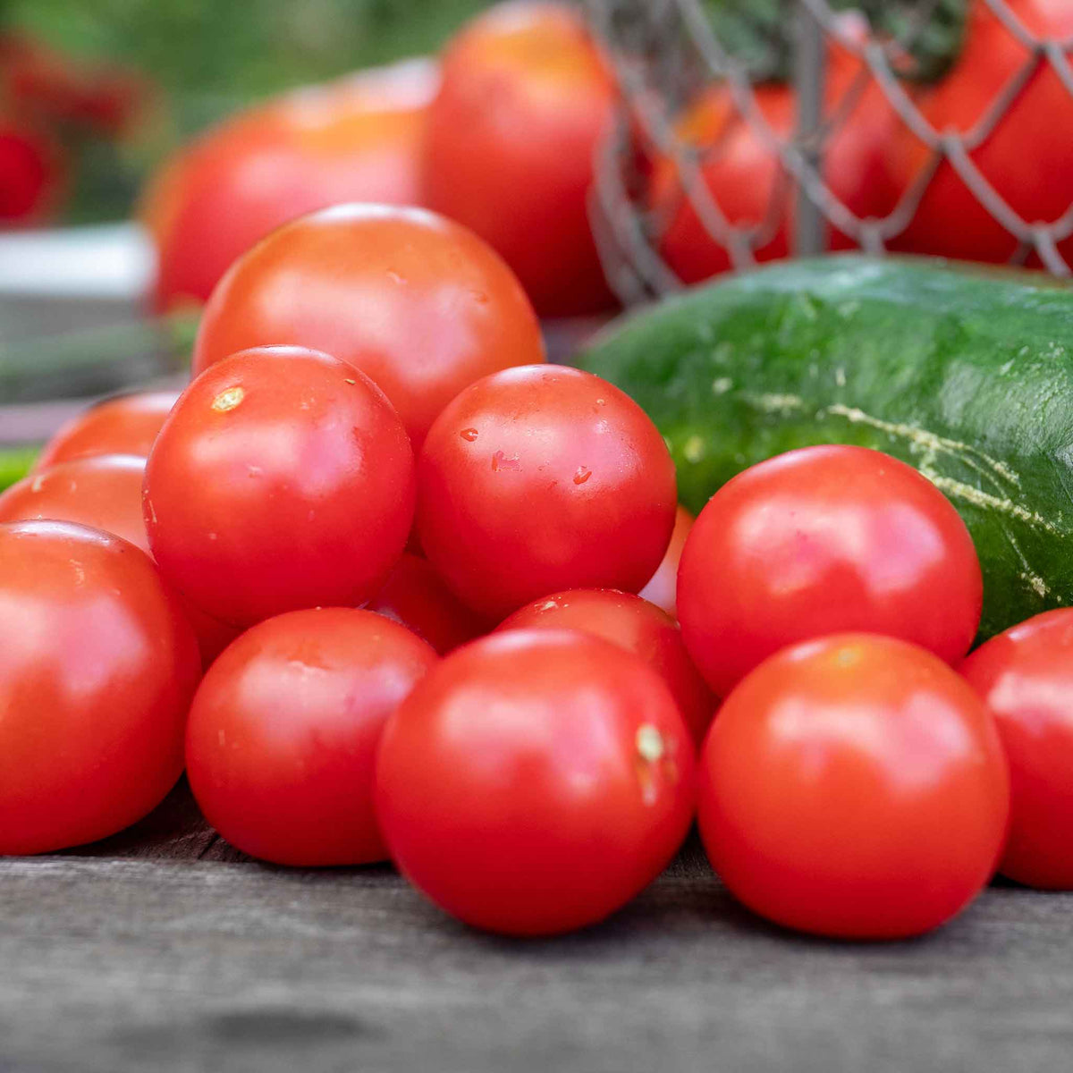 Cordon Tomato Plant 'gardeners Delight' 9cm Plants | Set of 6