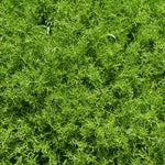 Chamomile Plant | 1 x 9cm | Green & White