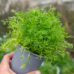 Roman Chamomile 'for Tea' Plant | Set of 3 | Green & White