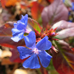 Ceratostigma Plumbaginoides - Hardy Plumbago 1 X 9cm Pot
