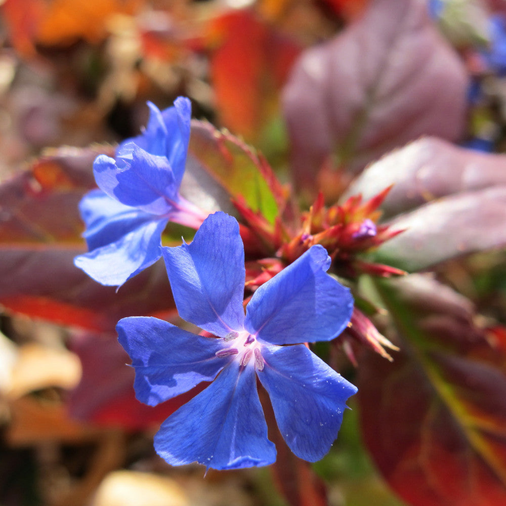 Ceratostigma Plumbaginoides - Hardy Plumbago 1 X 9cm Pot