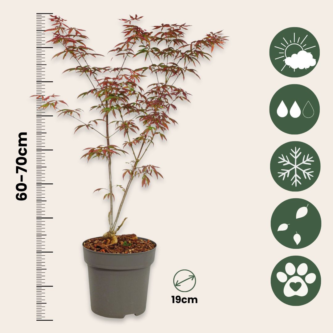 Japanese Maple - Acer Palmatum 'Starfish' - Height 60-70cm - ⌀19cm | Set of 2 | Red
