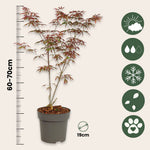 Japanese Maple - Acer Palmatum 'Starfish' - Height 60-70cm - ⌀19cm | Set of 1 | Red