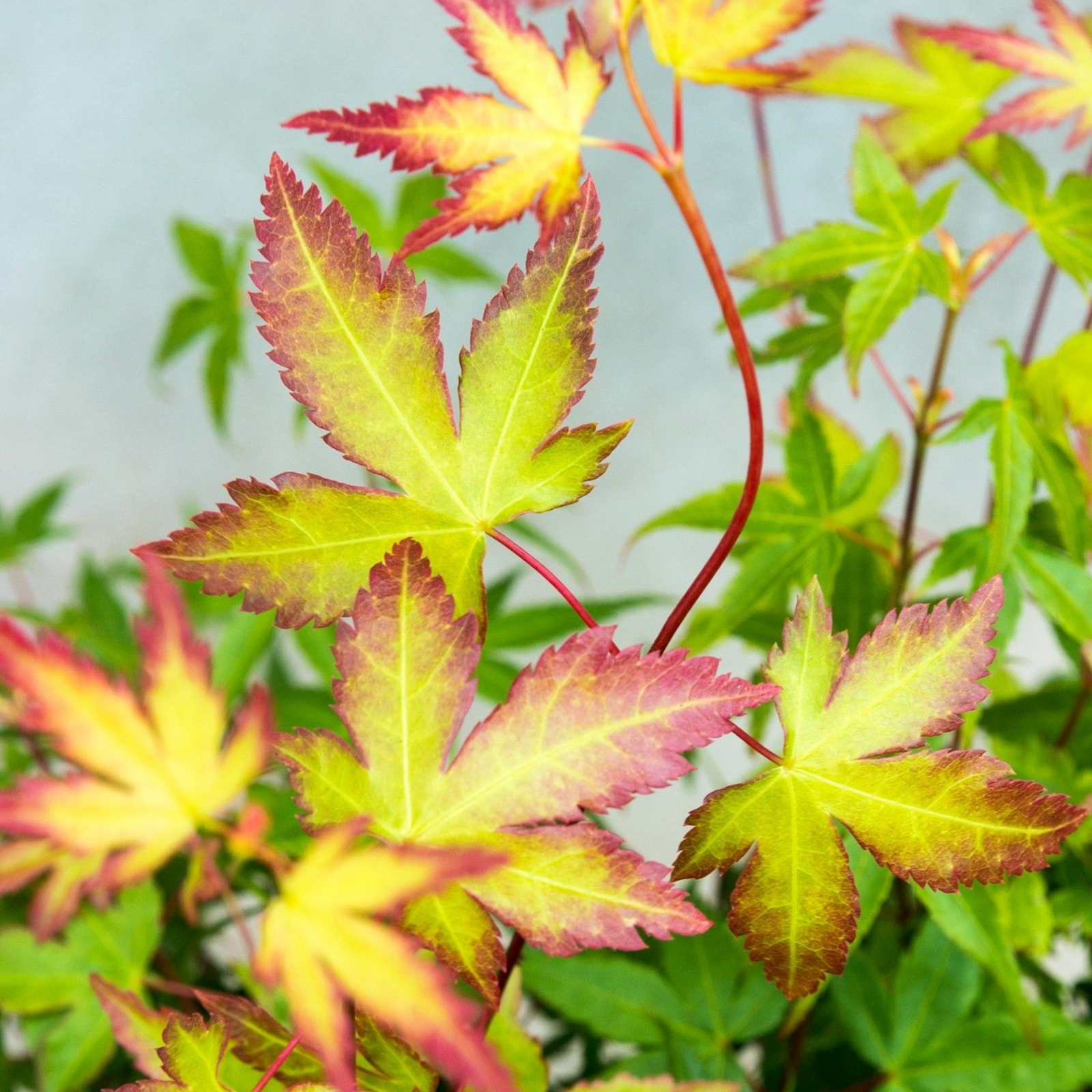 Japanese Maple - Acer Palmatum 'Little Princess' - Height 45-55cm - ⌀19cm | Set of 2 | Green