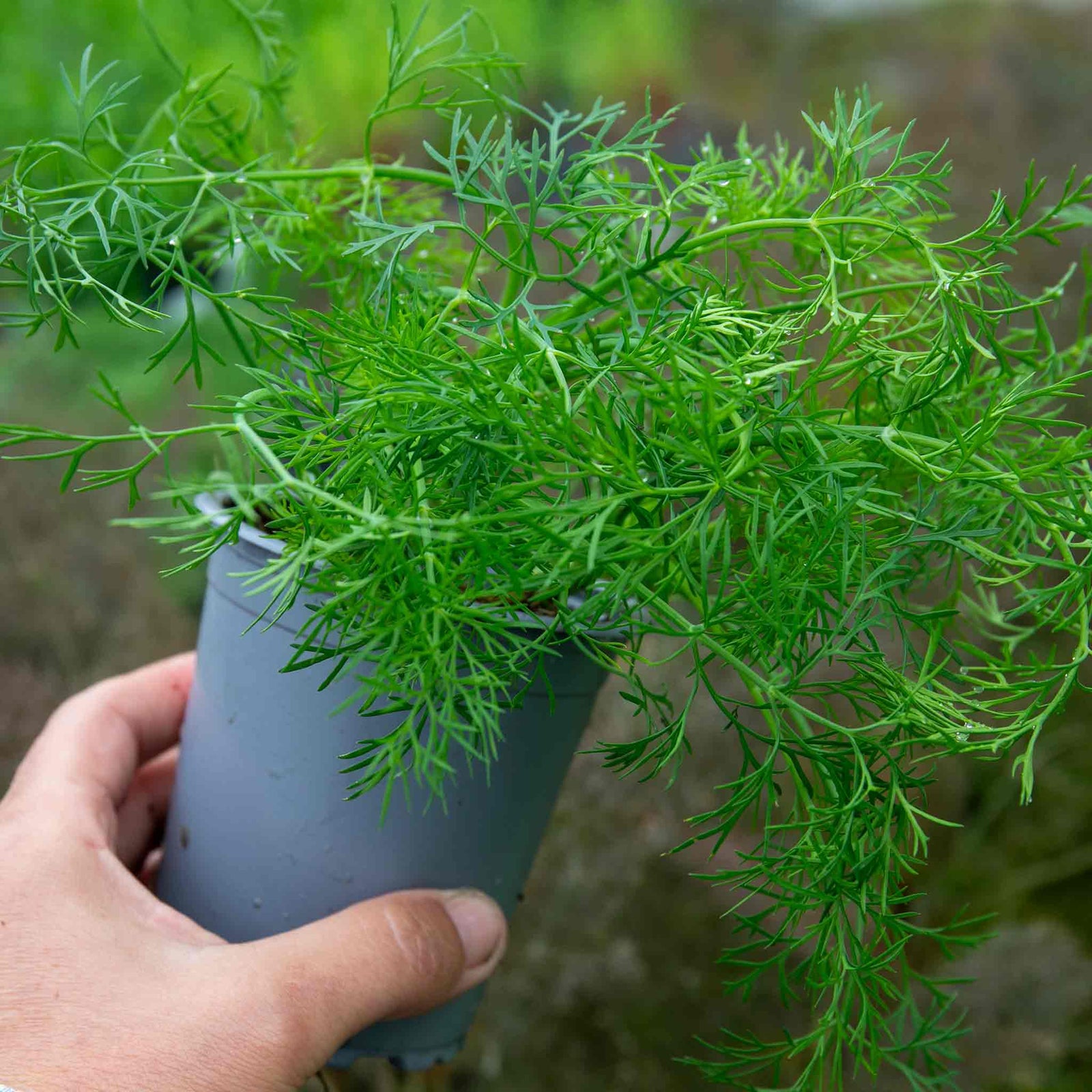 Dill Plant - Pack Of 3 9cm
