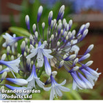 Agapanthus Twister 9cm Pot | 3 x 9cm