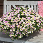 Calibrachoa 'can Can Fancy Francy' | 12 x Plug Plants | Pink