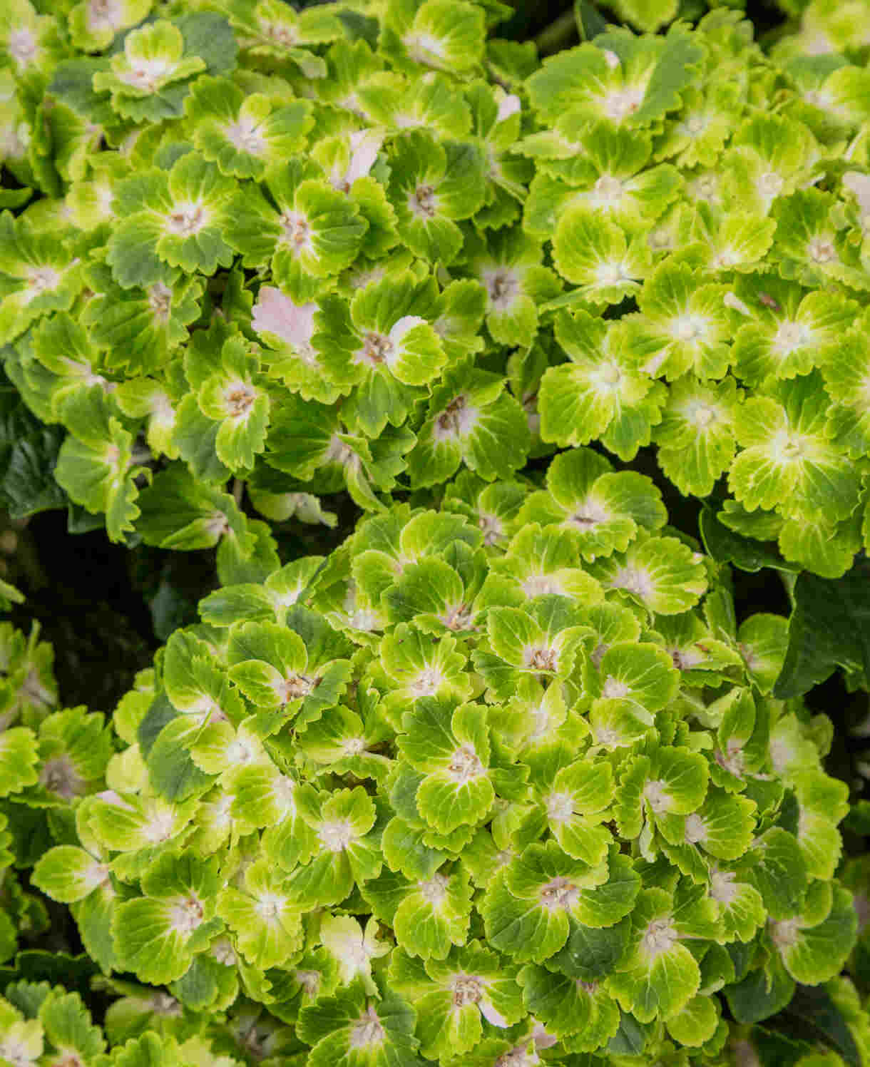 Hydrangea Rembrandt Vibrant Verde