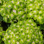 Hydrangea Rembrandt Vibrant Verde Pair - 2 X 14cm Pots