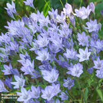 Summer Saver Bulb Mix Bulbs | 220 x Bulbs