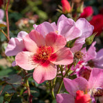 Rose 'for Your Eyes Only' Floribunda Roty 2015 | 1 x Bare Root | Pink