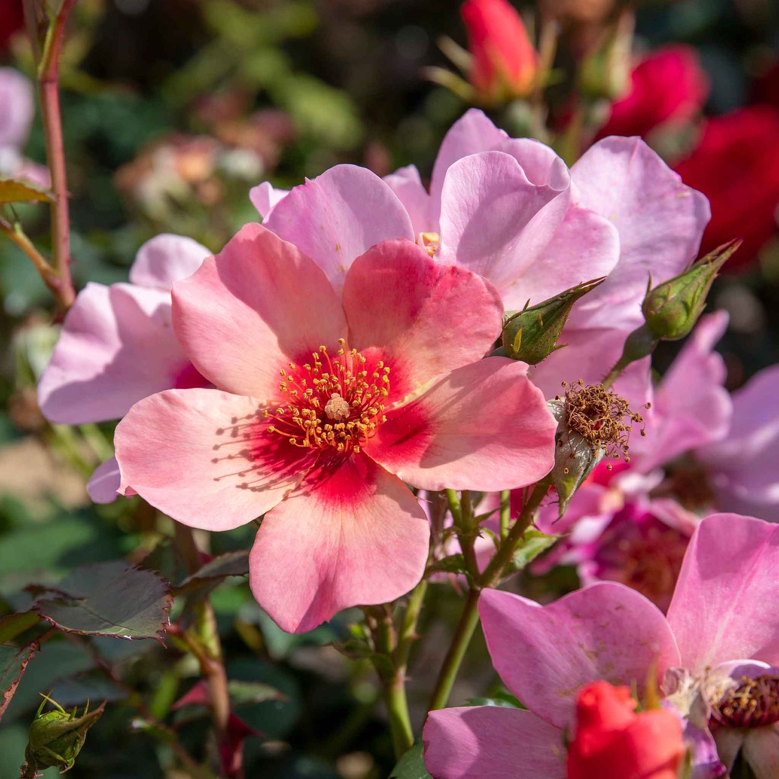 Rose 'for Your Eyes Only' Floribunda Roty 2015 | 1 x Bare Root | Pink