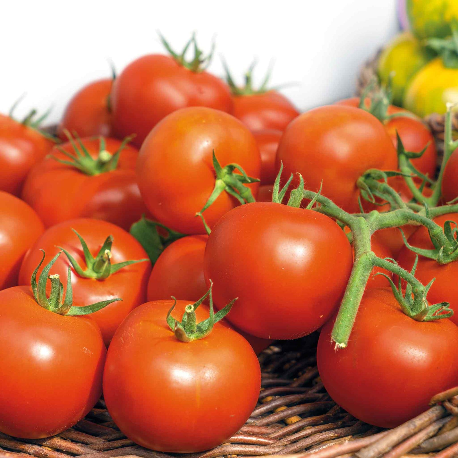 Organic Cordon Tomato Seeds Hamlet F1 | 5 Seeds
