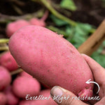 Seed Potato Collection – Disease-resistant Maincrop | 3kg