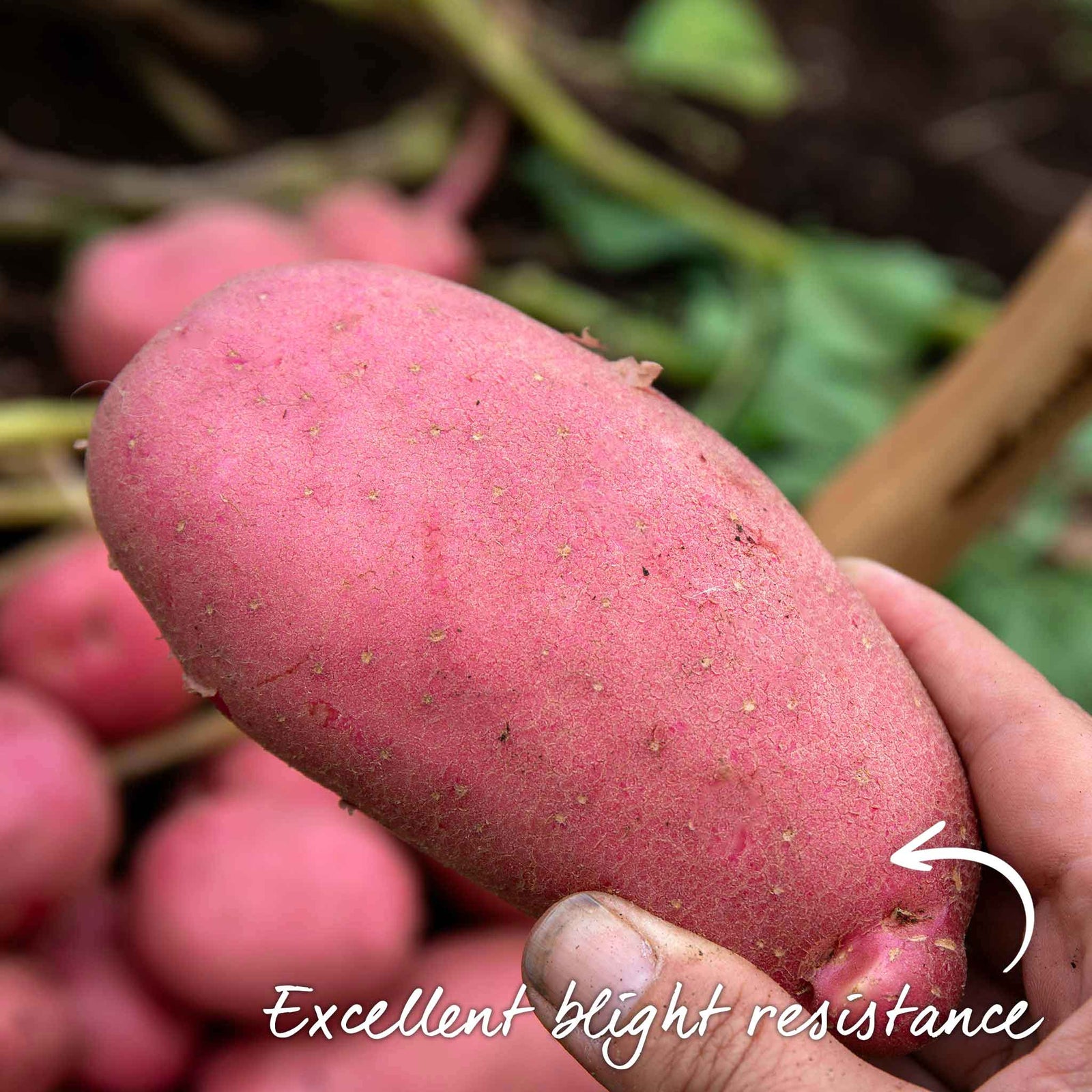 Seed Potato Collection – Disease-resistant Maincrop | 3kg
