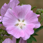 Lavatera 'marshmallow Strawberry Cream' Compact Pink-flowering Shrub To 150 Cm Plant | 1 x 3L | Purple