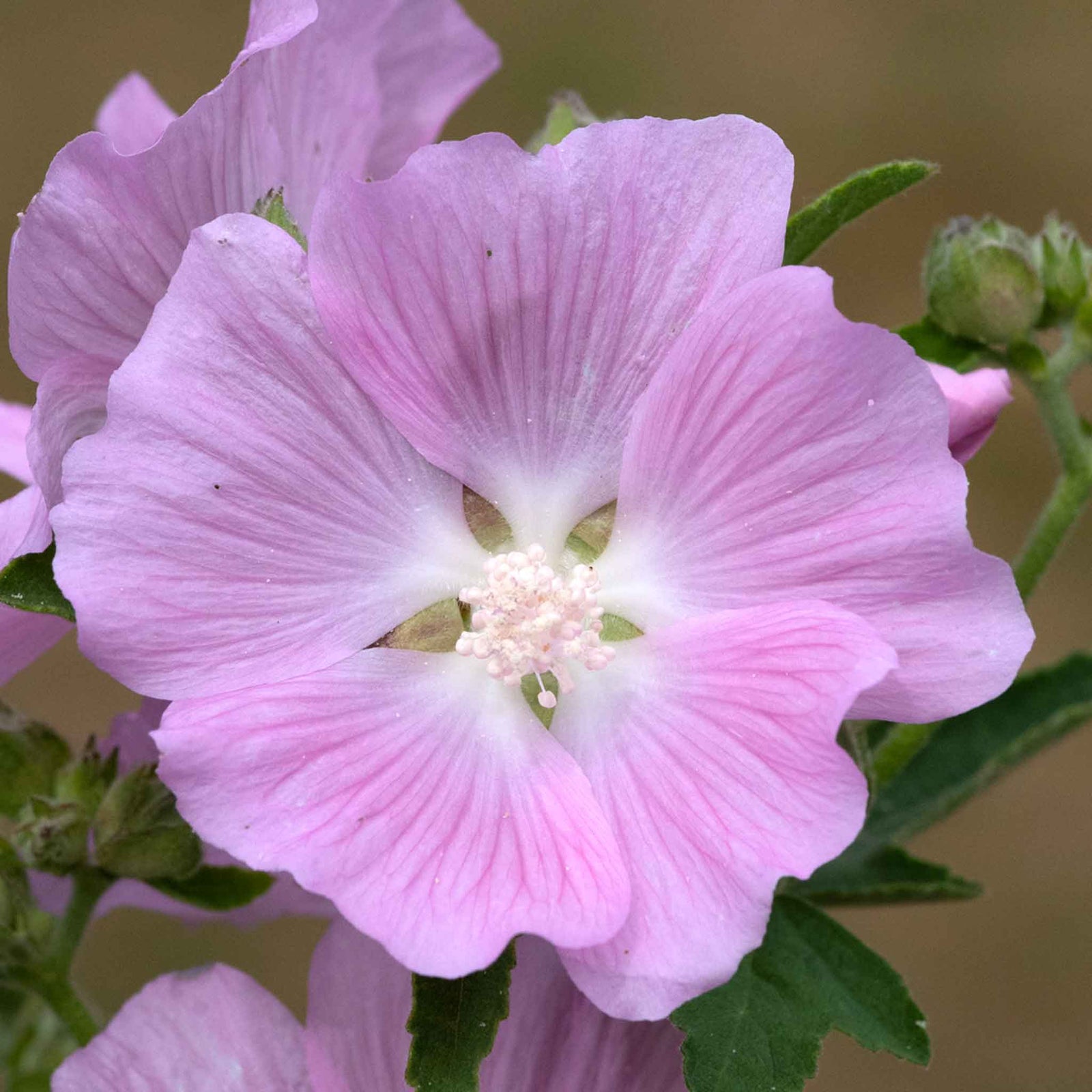 Lavatera 'marshmallow Strawberry Cream' Compact Pink-flowering Shrub To 150 Cm Plant | 1 x 3L | Purple