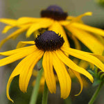 Rudbeckia Goldsturm - 9cm pots | 5 x 9cm | Yellow