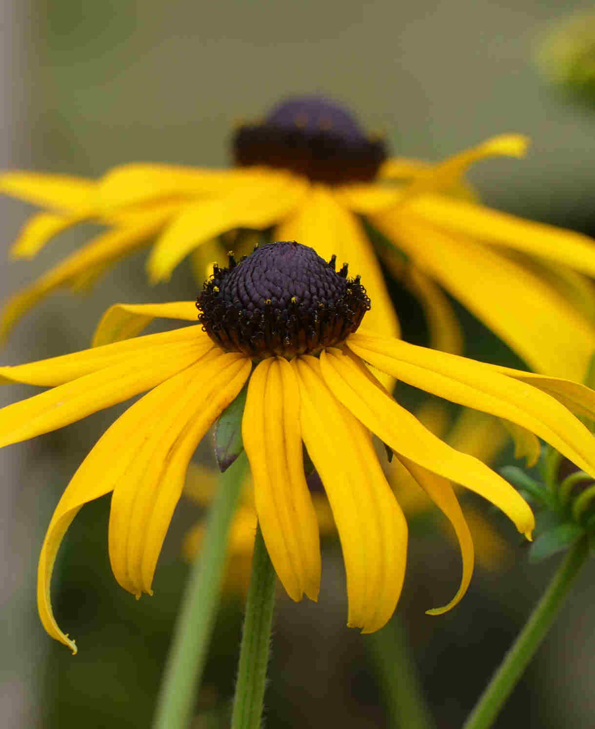 Rudbeckia Goldsturm - 9cm pots | 1 x 9cm | Yellow