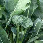 Brokali Seeds ‘columbia’ | 50 Seeds | Green