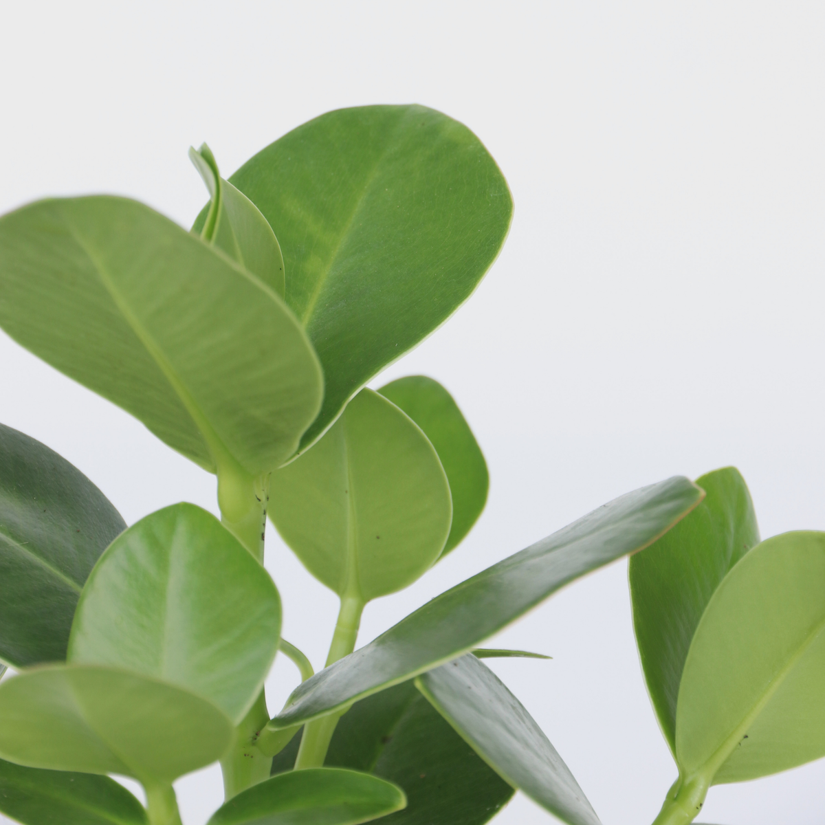 Autograph Tree - 4 Pcs. - Clusia Rosea 'princess' - Height 25-35cm - ⌀12cm | Set of 4 | Green