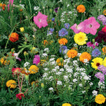 Container Mix Annual Flower Dwarf Seeds | 1500 Seeds | Multi
