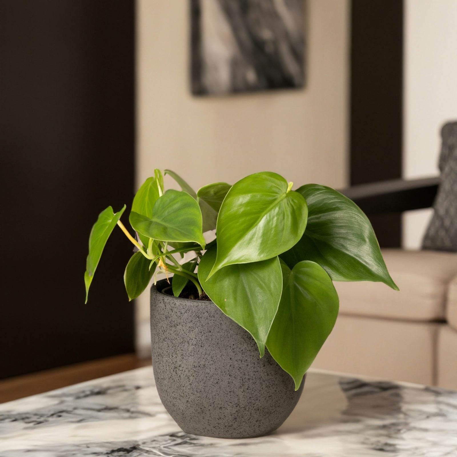Chinese Money Plant - 2 Pcs. - Peperomia Polybotrya - Height 20-30cm - ⌀12cm | Set of 2 | Green