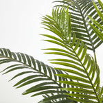 Areca Palm Tree In Pot | 160cm | Green