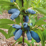Honeyberry 'honeybee' Self-fertile Hardy Fruiting Shrub | 3 x 9cm