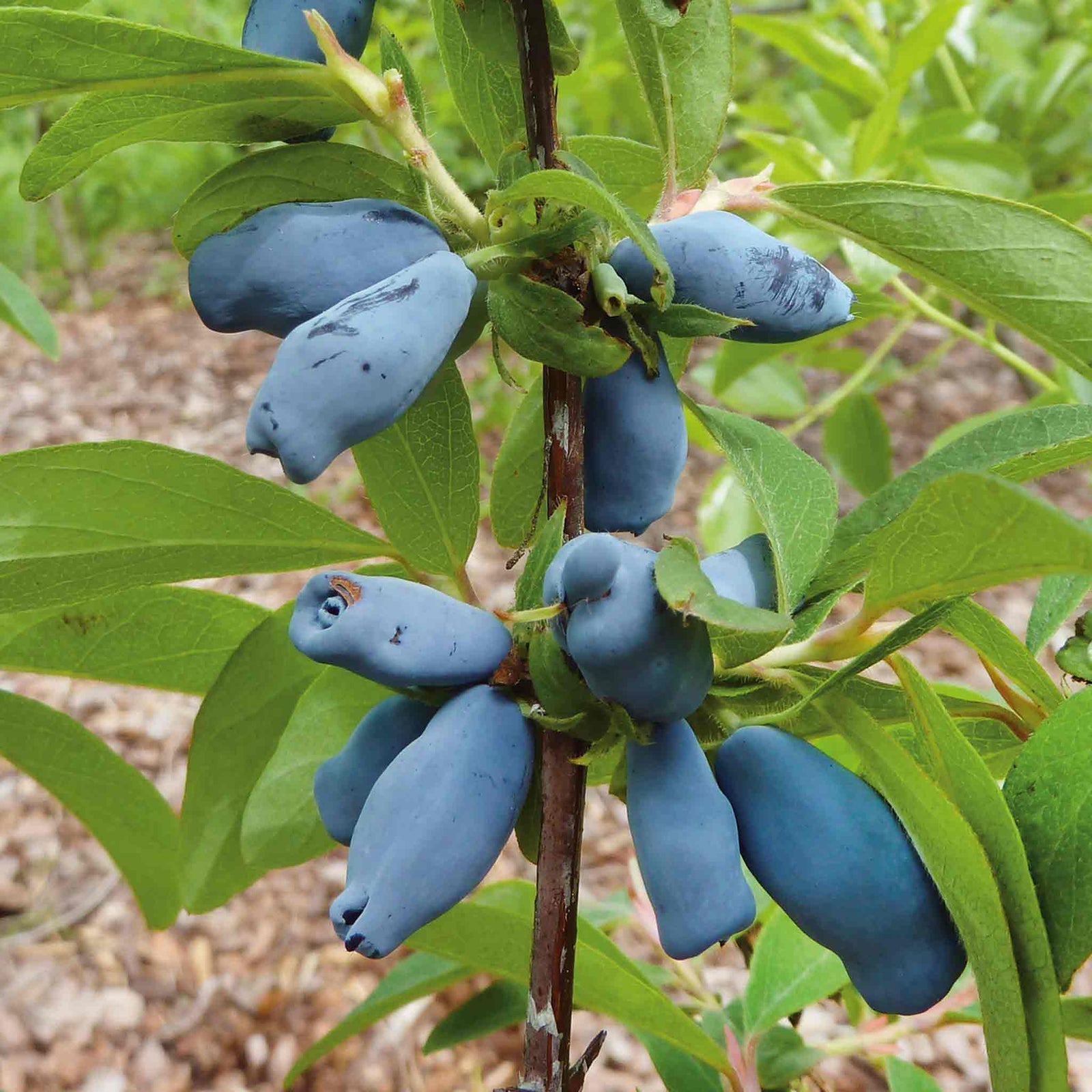 Honeyberry 'honeybee' Self-fertile Hardy Fruiting Shrub | 3 x 9cm
