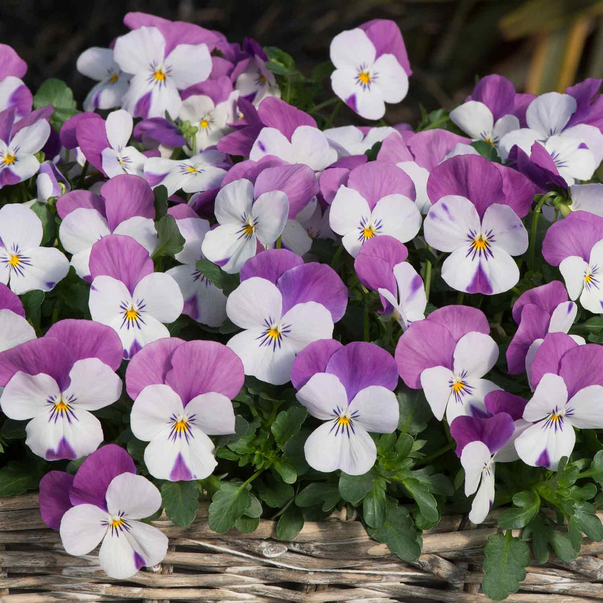 Marshalls Garden Viola 'sorbet Pink Wings' - Garden Ready Plugs