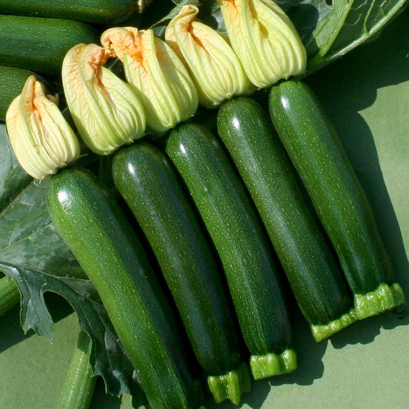 Courgette 'tuscany' – Rhs Award Of Garden Merit, Powdery Mildew Resistant | 6 x Jumbo Plugs | Green