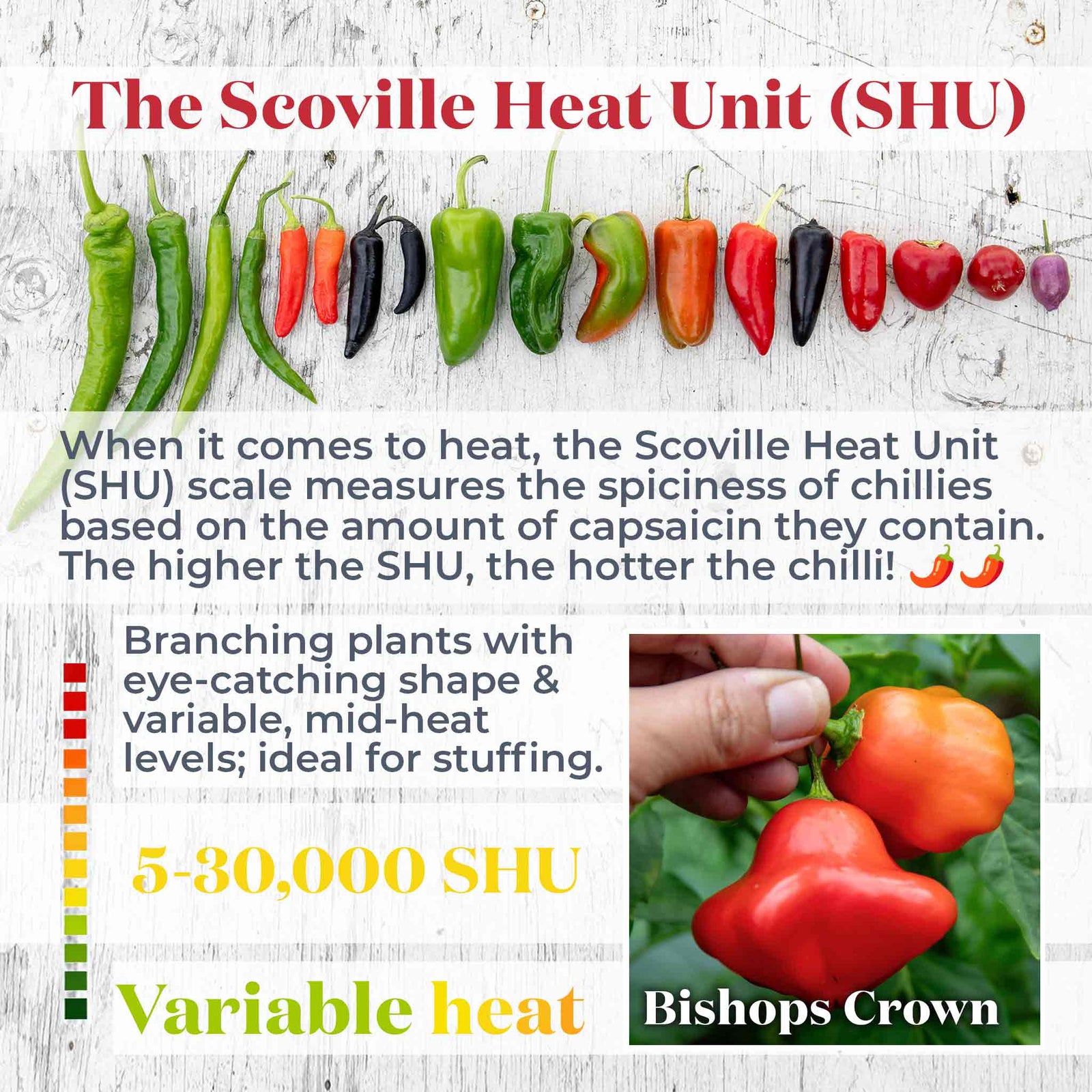 Chilli Plant 'bishops Crown' | 3 x 9cm | Red