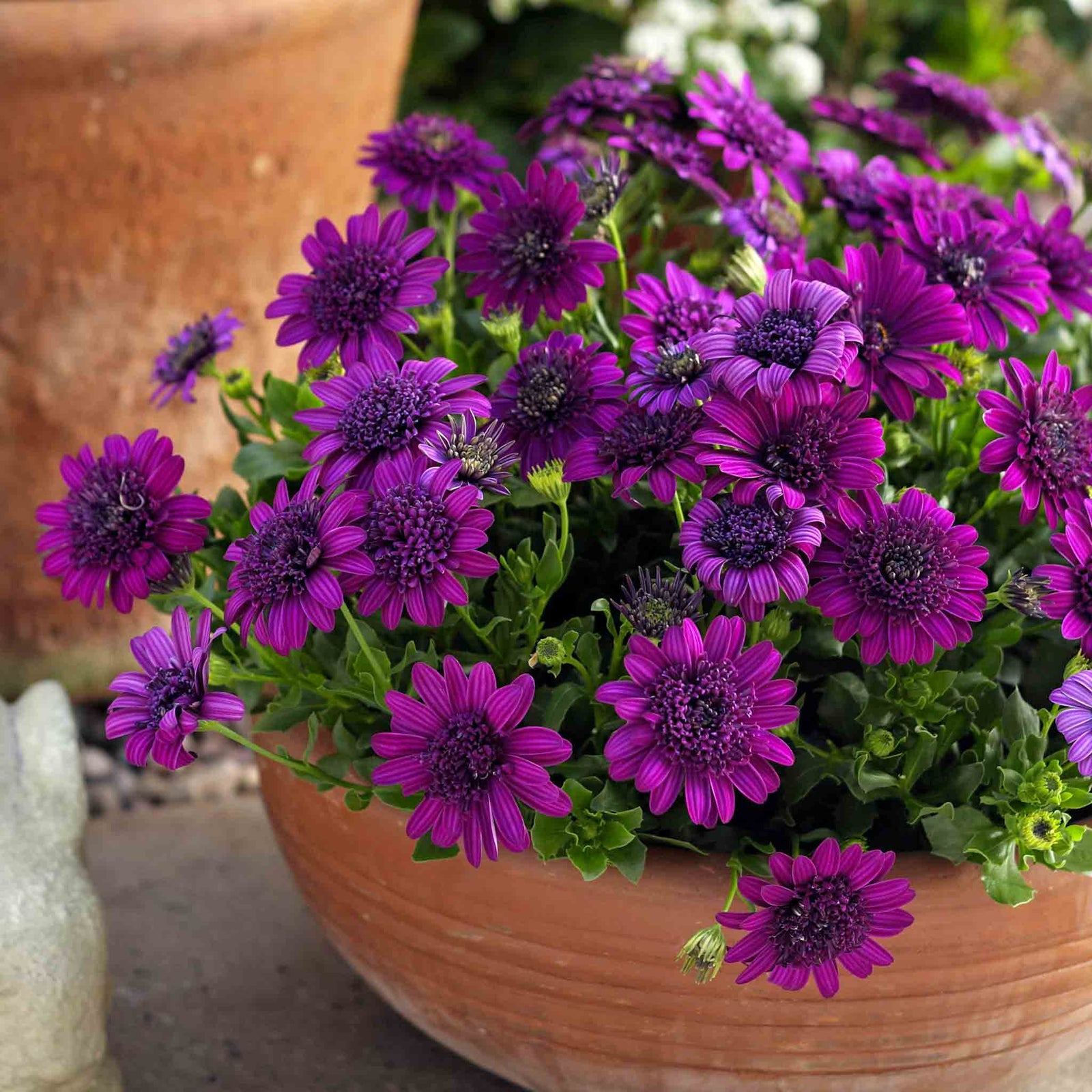 Osteospermum Dalina Double Purple Plug Plant | 12 x Plug Plants | Purple