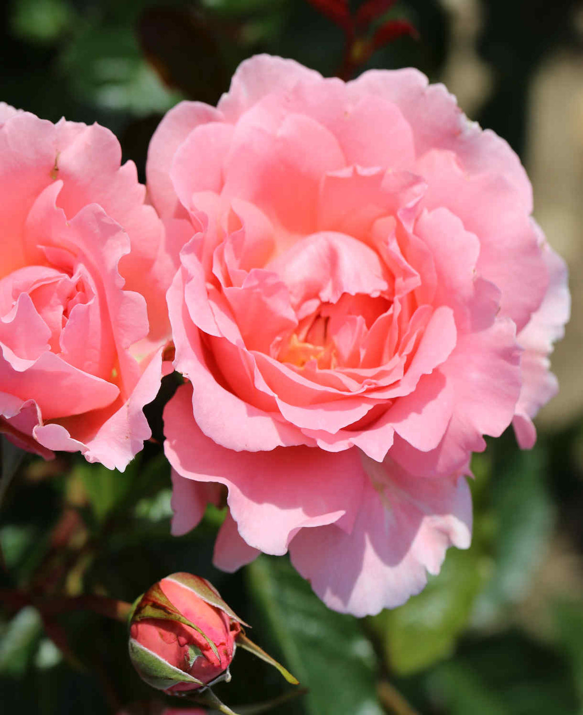 Rosa 'english Miss' - Bare Root Plants | 3 x Bare Root | Pastel Pink