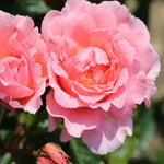 Rosa 'english Miss' - Bare Root Plants | 2 x Bare Roots | Pastel Pink