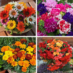 20-pack Mixed Bedding Seedlings | Set of 60 | Multi