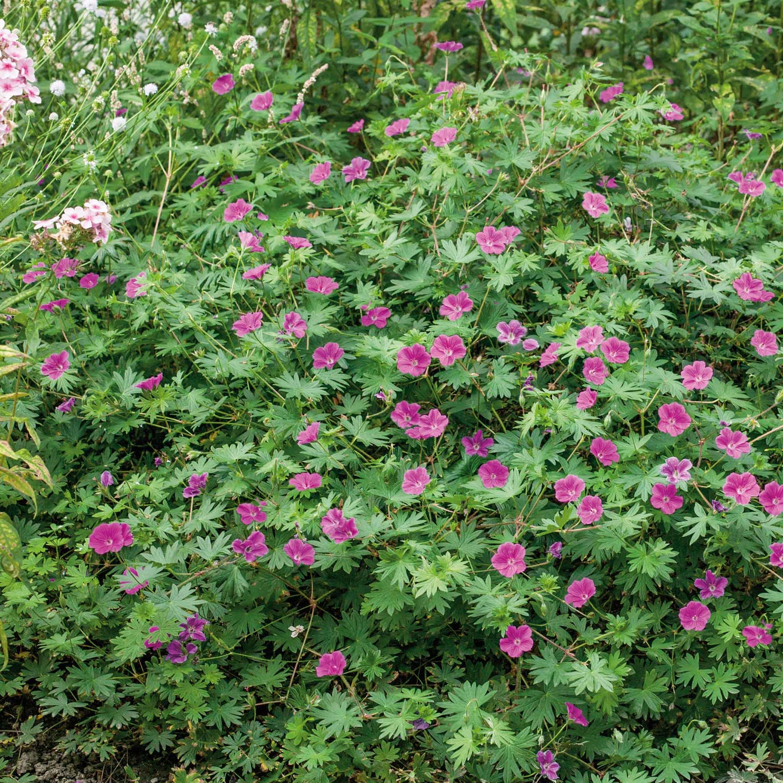 Geranium 'tiny Monster' - Hardy Magenta-pink Ground Cover | 3 x 7cm Plants | Magenta Pink