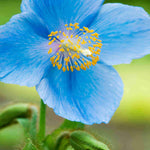 Hayloft Meconopsis Betonicifolia Lingholm - Himalayan Blue Poppy, 3 Young Plants
