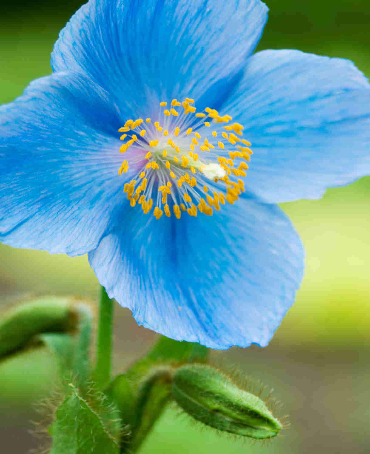 Hayloft Meconopsis Betonicifolia Lingholm - Himalayan Blue Poppy, 3 Young Plants