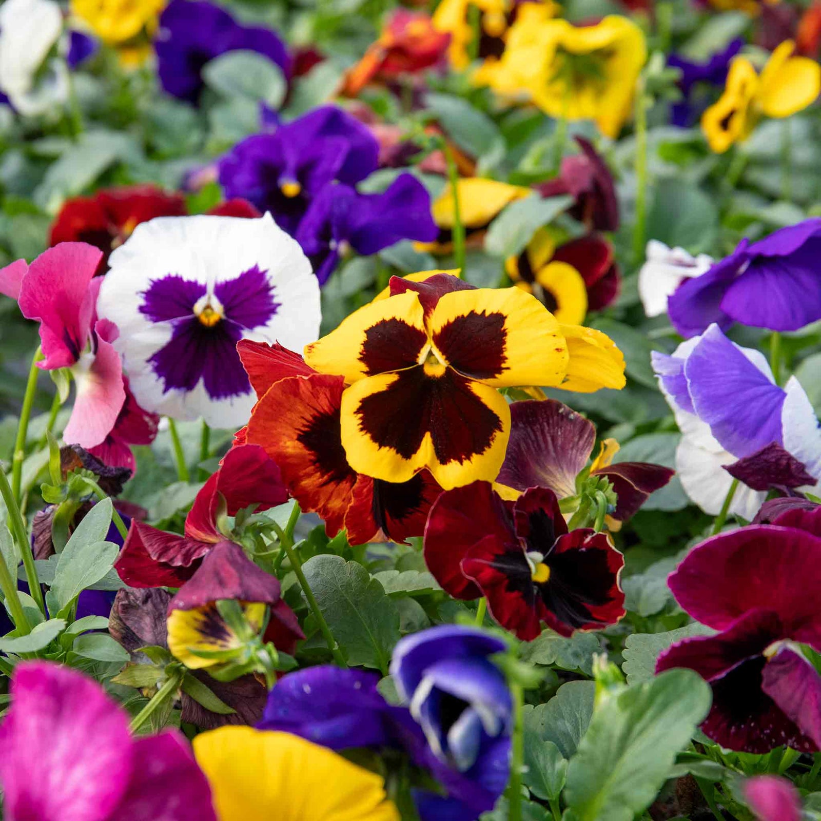 Pansy Matrix Blotched Mix Pro Grower Plugs | 12 x Pro Grower Plugs | Mixed