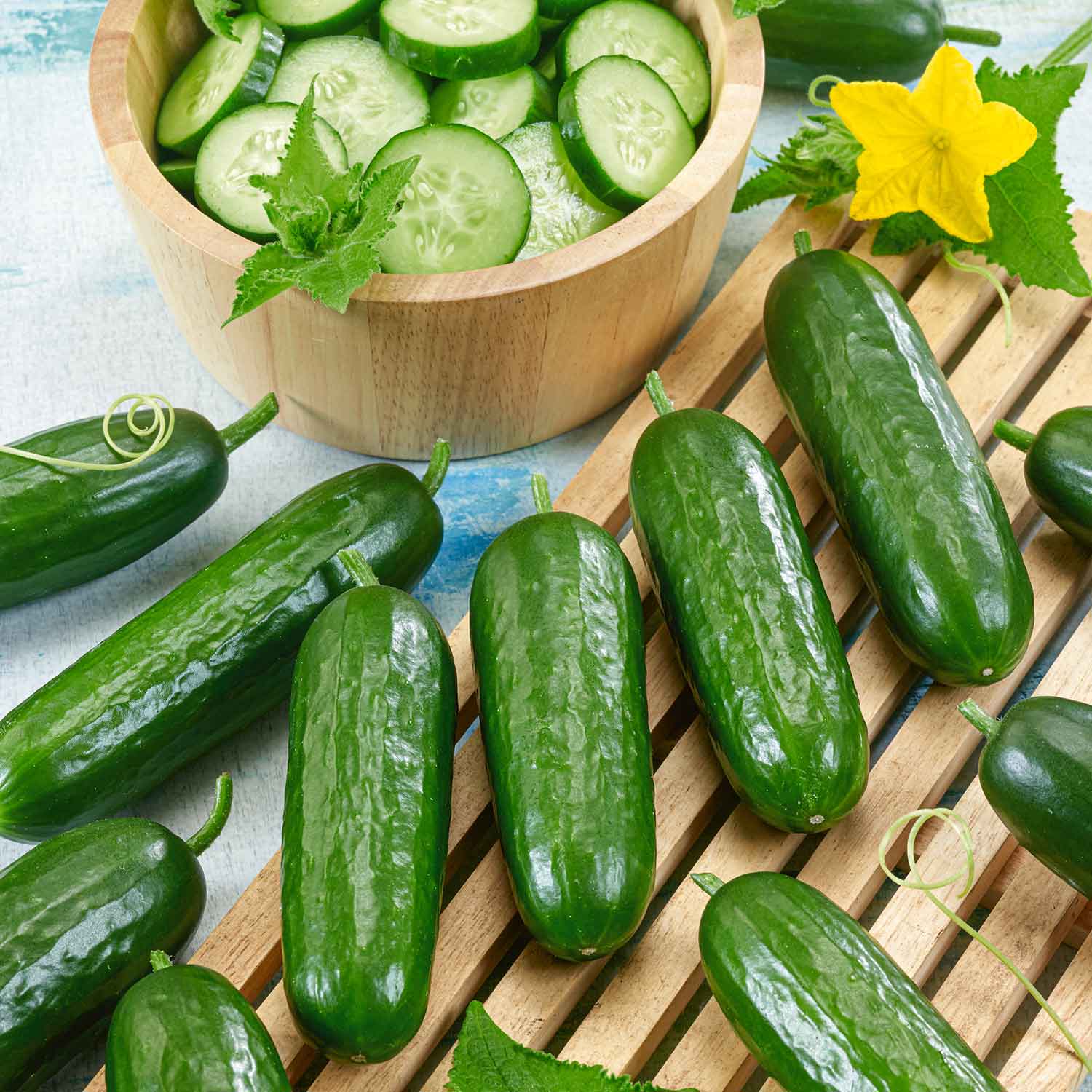 Grafted Cucumber 'picolino', All-female Disease-resistant Mini Cucumbers 7cm Plants | 1 x 7cm | Green