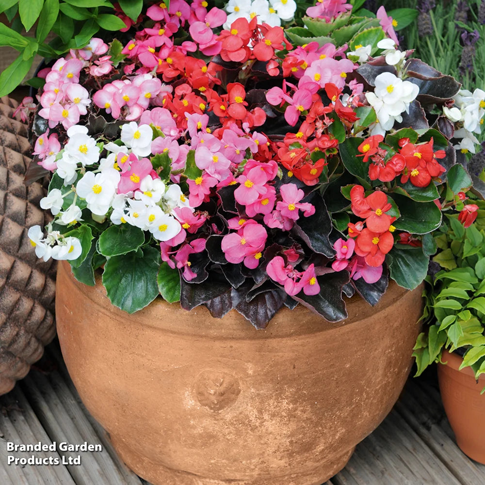 Begonia Organdy Mixed (t&ms Choice) Garden Ready Plants | 12 x Garden Ready Plants