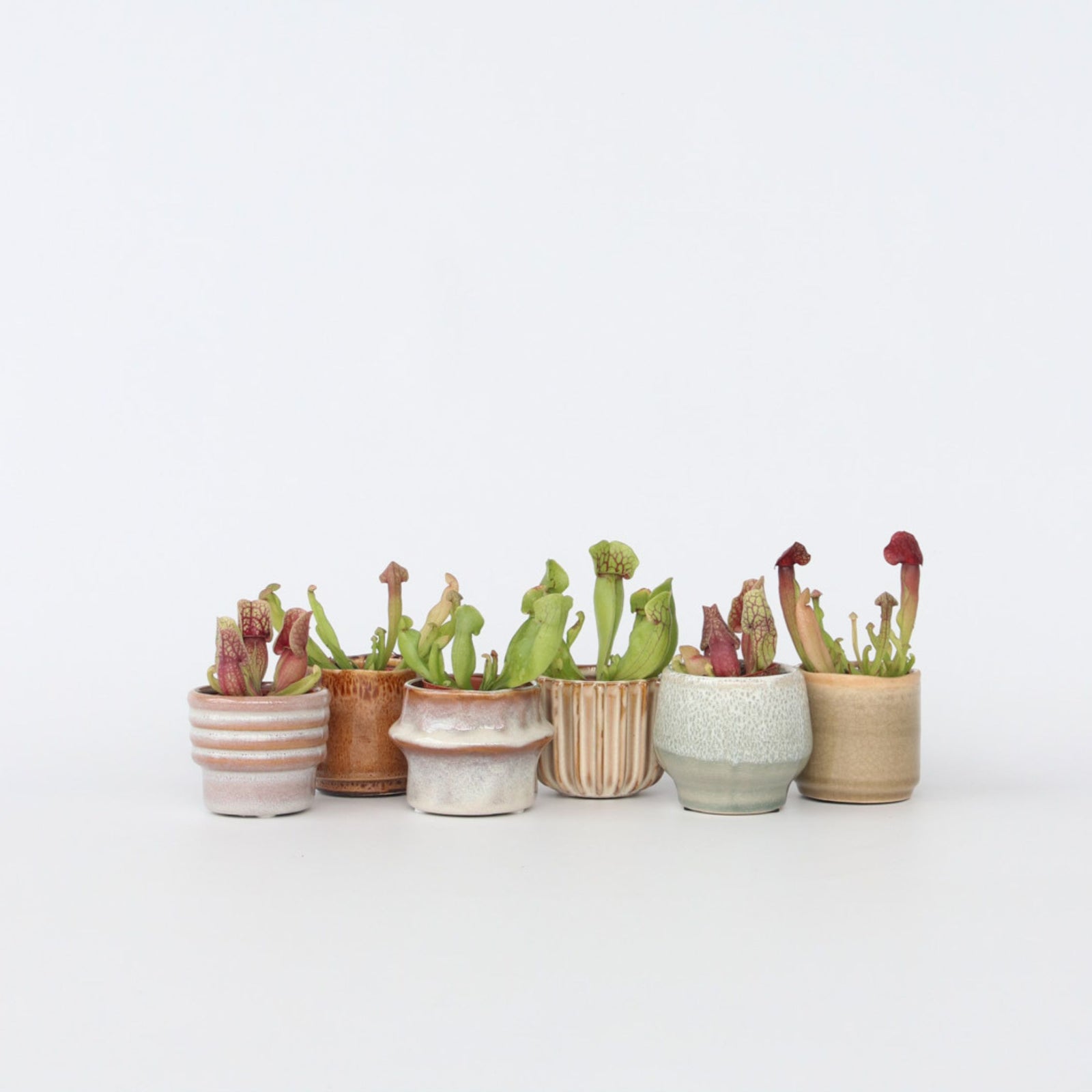 Pitcher Plant - 6 Pcs. - Sarracenia Purpurea - Height 10cm - ⌀5,5cm | Set of 6 | Green