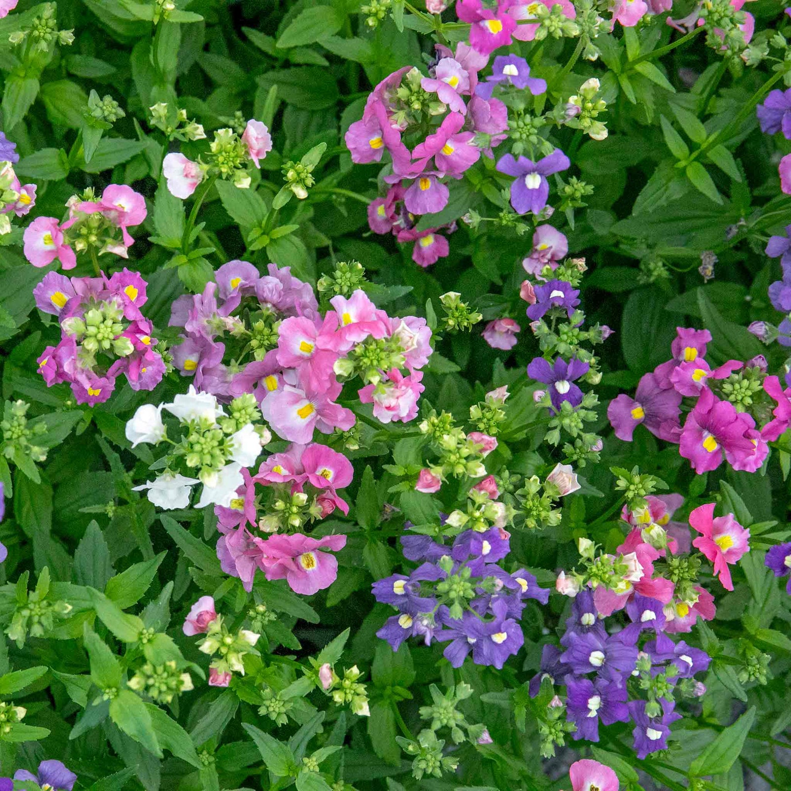 Nemesia Poetry Mix | 20 Seeds