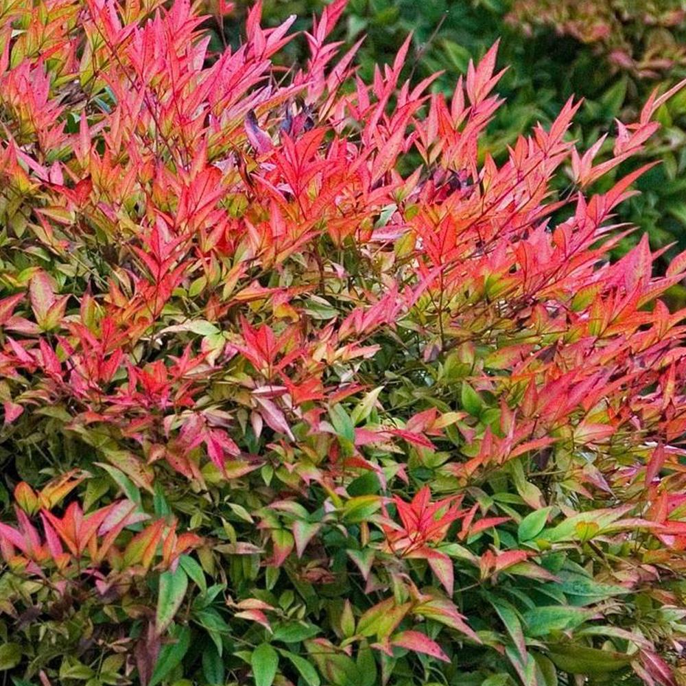 Direct Plants Nandina Domestica Heavenly Bamboo Shrub Large 40cm Supplied In A 3 Litre Pot