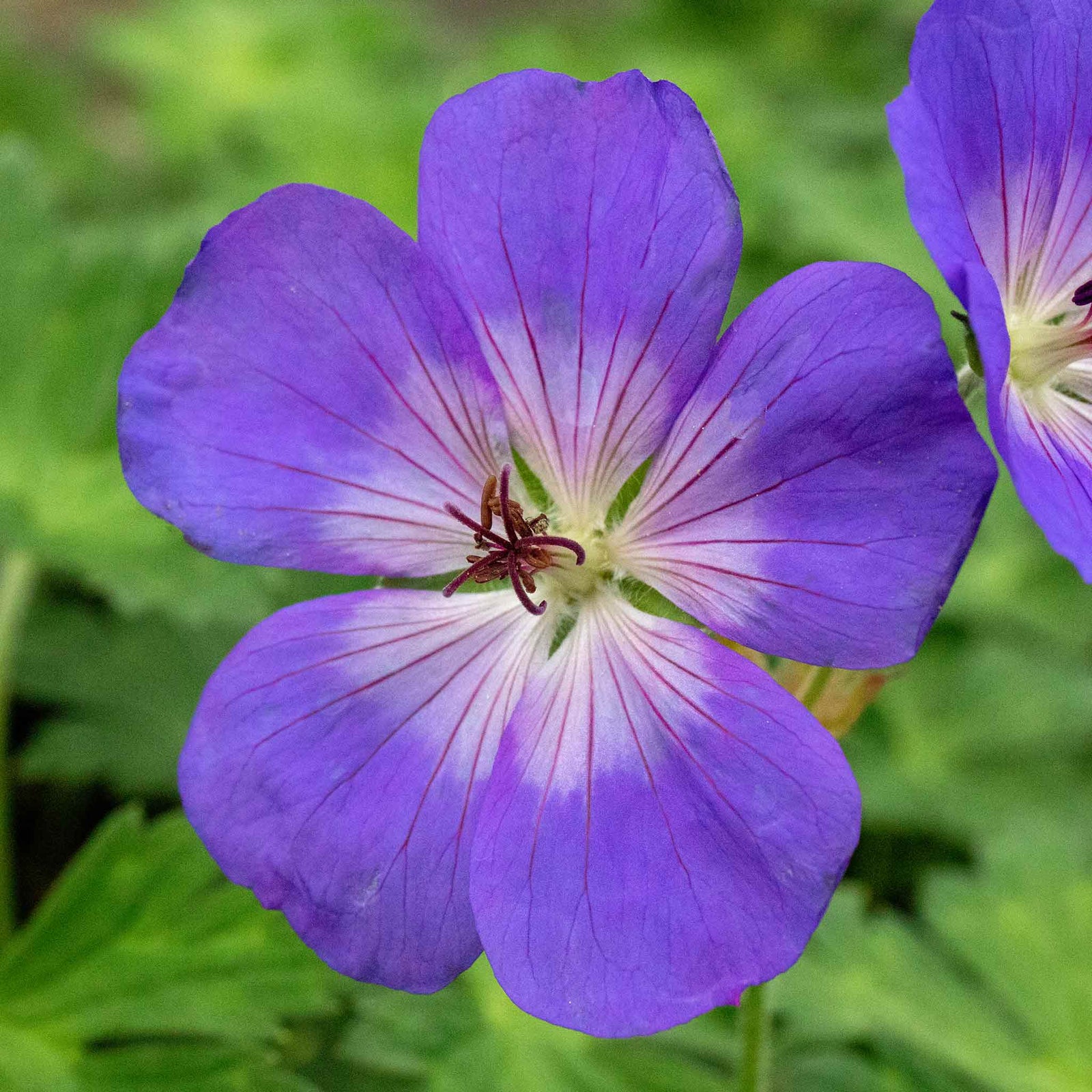 Geranium 'rozanne' Hardy Long-flowering Perennial | 6 x Jumbo Plugs