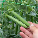 Pea Hurst Green Shaft | 300 Seeds