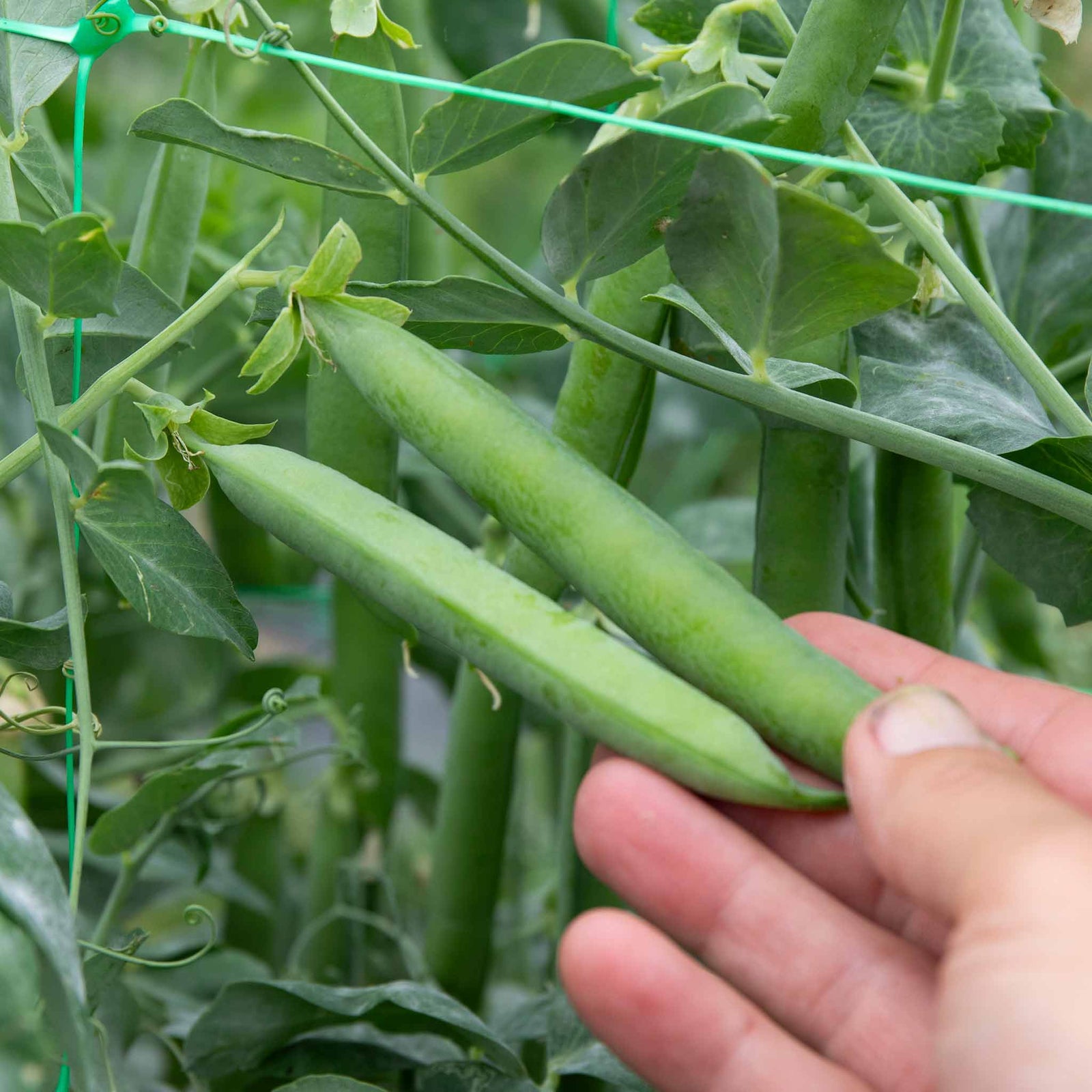 Pea Hurst Green Shaft | 300 Seeds